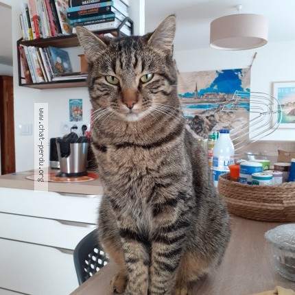 Photo of a cat found in Lherm