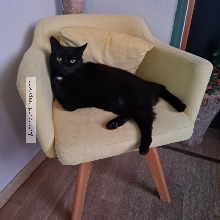 Photo of a cat found in Montsurs