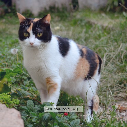 Photo of a cat found in Saint Michel Sur Orge