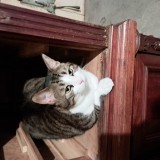 Babou
