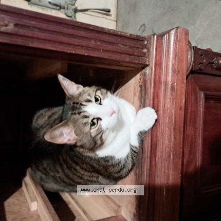 Foto 1/1 Babou Kat vermist in Bastogne