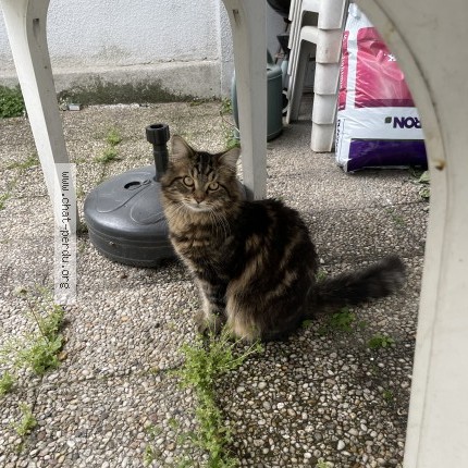 Photo of a cat found in Argenteuil