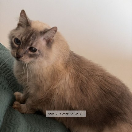 Foto 1/1 gucci Kat vermist in Aubange