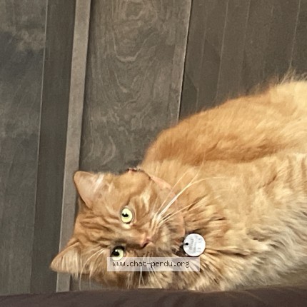 Photo 1/1 freddy Cat lost in St Eustache