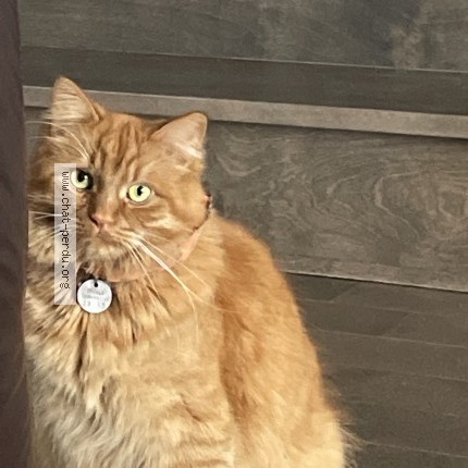 Photo 1/1 freddy Cat lost in St Eustache