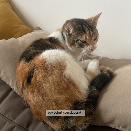 Photo of a cat found in Clermont Ferrand