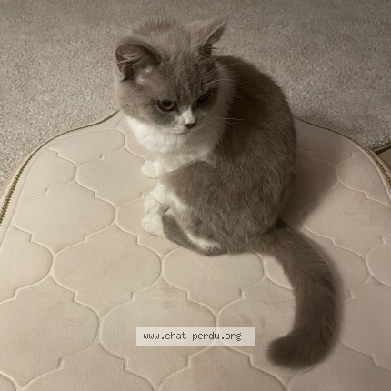 Foto van vermiste kat in Namur