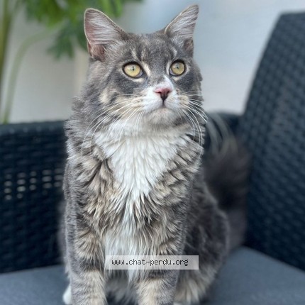 Foto van vermiste kat in Bruxelles