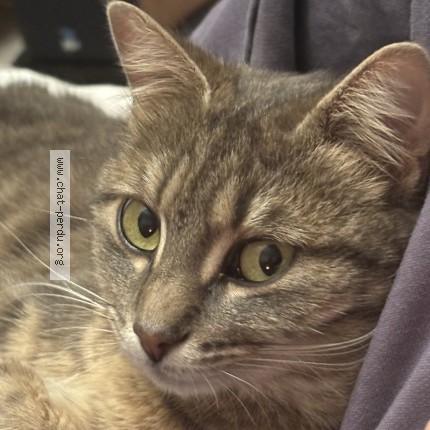 Photo of a cat found in Neulise