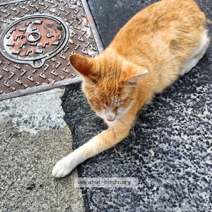 Photo of a cat found in Bordeaux