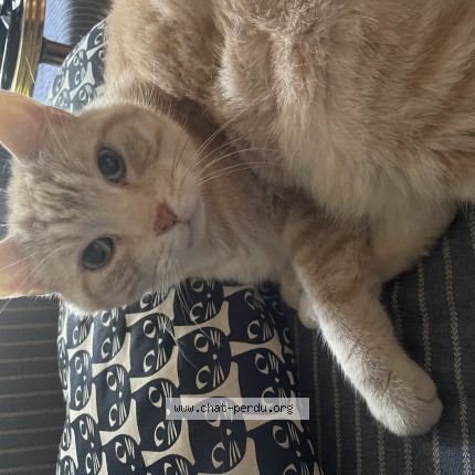 Photo 1/1 twenty Cat lost in Montreal