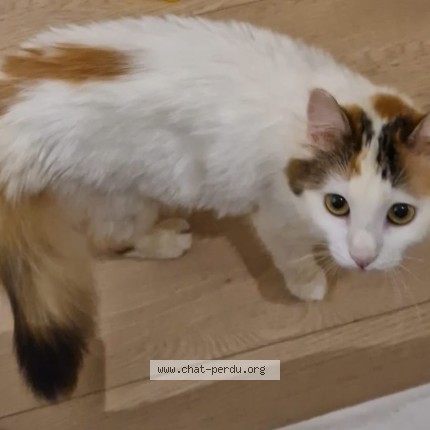 Photo of a cat found in Toulouse