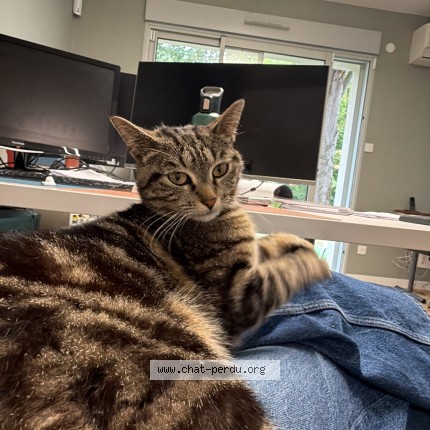Photo of a cat found in Toulouse