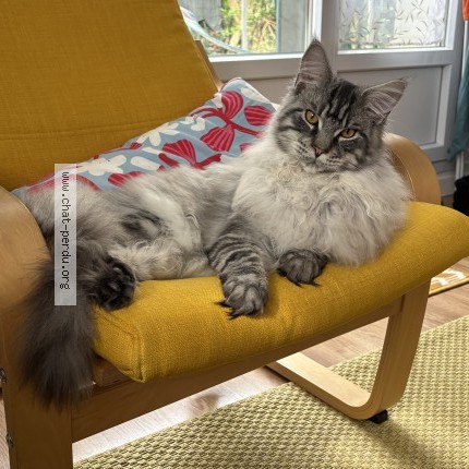 Photo of a cat found in Montevrain