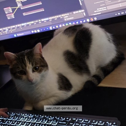 Photo of a cat found in Bordeaux