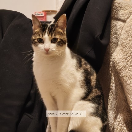Photo of a cat found in Saint Ouen L Aumone