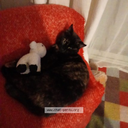 Photo of a cat found in Soudan