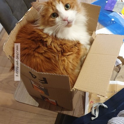Photo of a cat found in Verel Pragondran