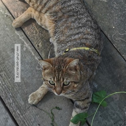 Photo of a cat found in Aytre