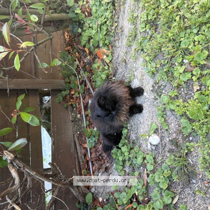 Photo of a cat found in Le Landeron