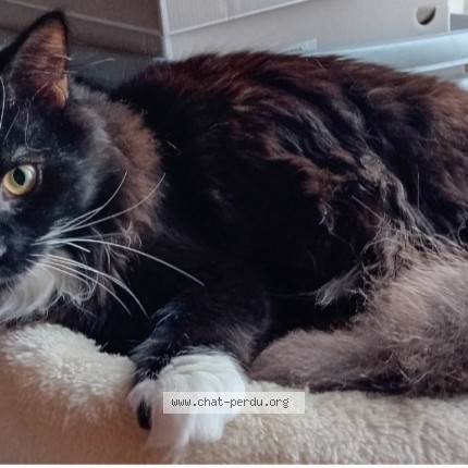 Foto 1/1 Kat teruggevonden Vermist in Romsee