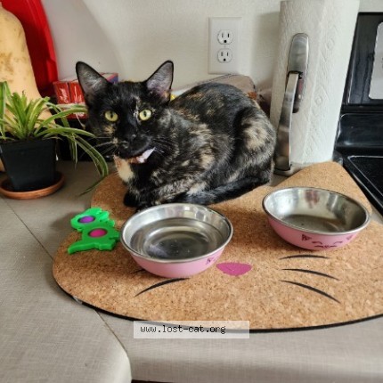 Photo 1/1 Patches Cat lost in Boulder