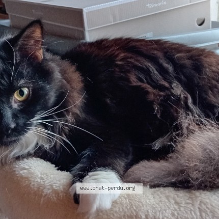 Photo of a cat found in Romsee