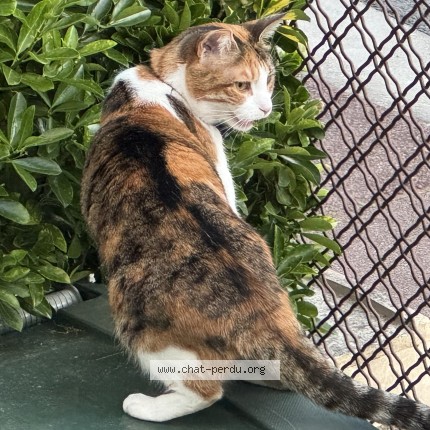 Photo of a cat found in Antony