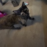 Callie