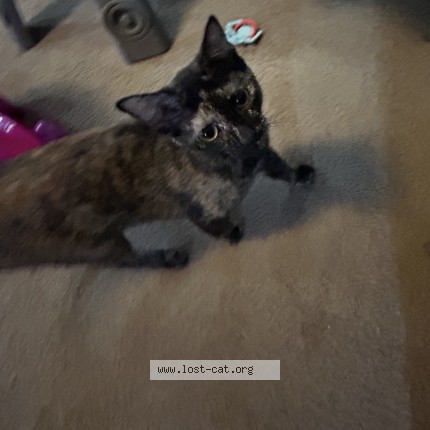 Photo 1/1 Callie Cat lost in El Dorado