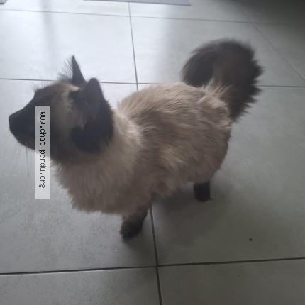 Photo of a cat found in Ploufragan