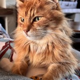 Taz