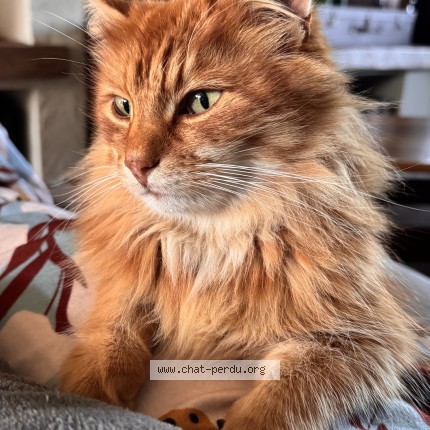 Foto van vermiste kat in Graty