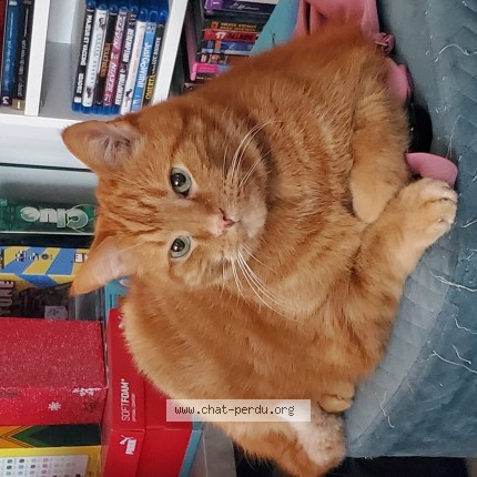 Photo 1/1 winnie Cat lost in Laval