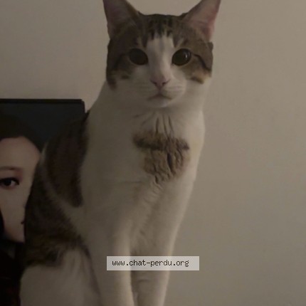 Photo of a cat found in Neuilly Plaisance