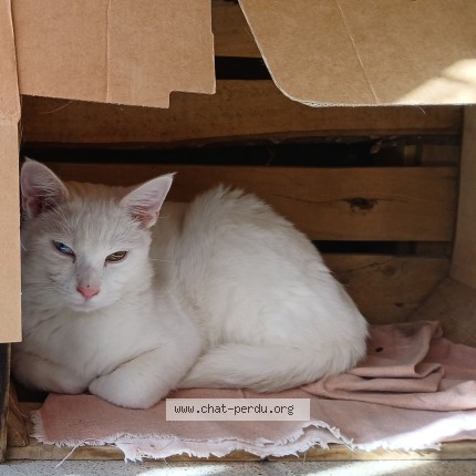 Photo of a cat found in St Julien Molin Molette