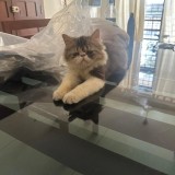 abdu