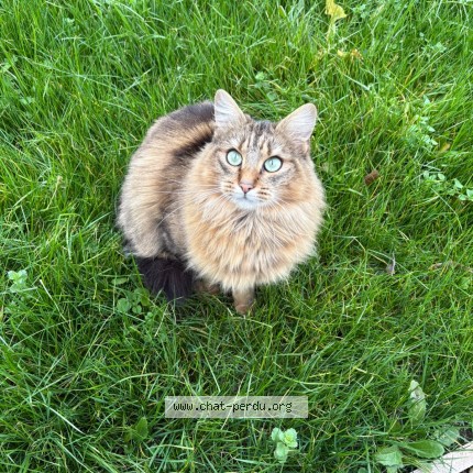 Photo of a cat found in Meung Sur Loire