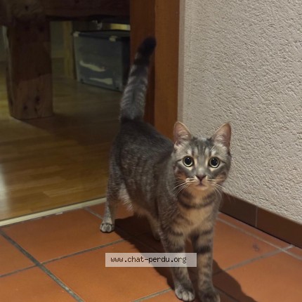 Foto di gatto smarrito a Motiers