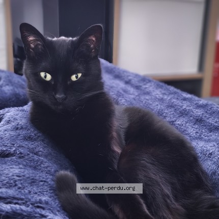 Photo of a cat found in Lambersart