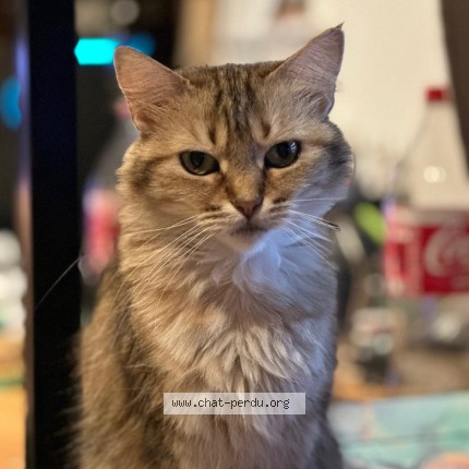 Photo of a cat found in Fontanil Cornillon