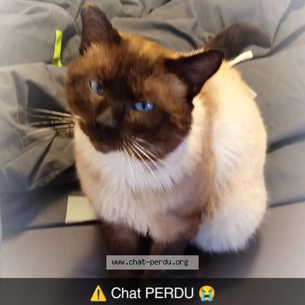 Photo of a cat found in Fleury Les Aubrais