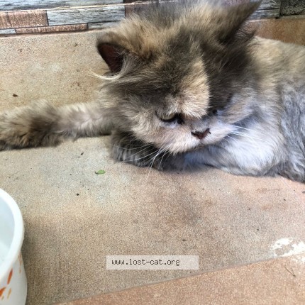 Photo 1/1 Reunited cat Found in Lahore