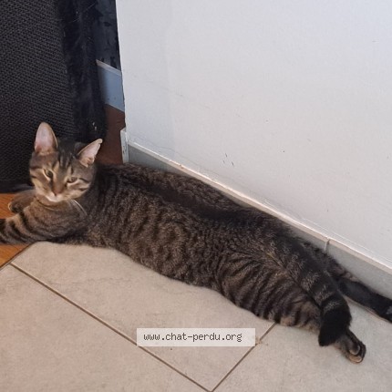Foto 1/1 Tipsy. Kat vermist in Tervuren