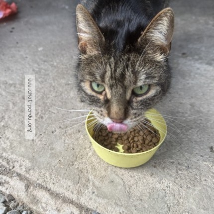 Foto van gevonden kat in Couthuin