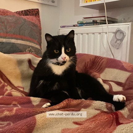 Foto 1/1 milou Kat vermist in Neder Over Heembeek