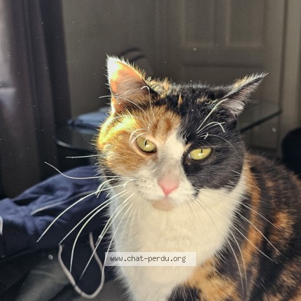 Photo of a cat found in Geneve