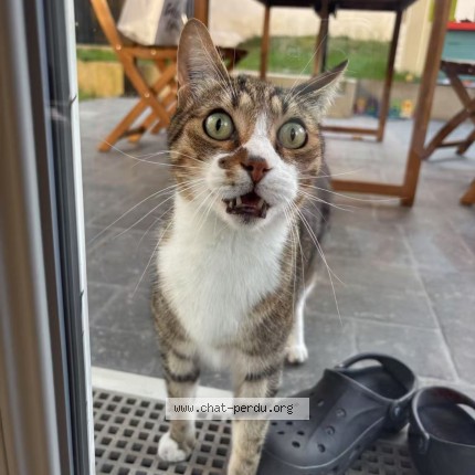 Photo of a cat found in Noisy Le Grand