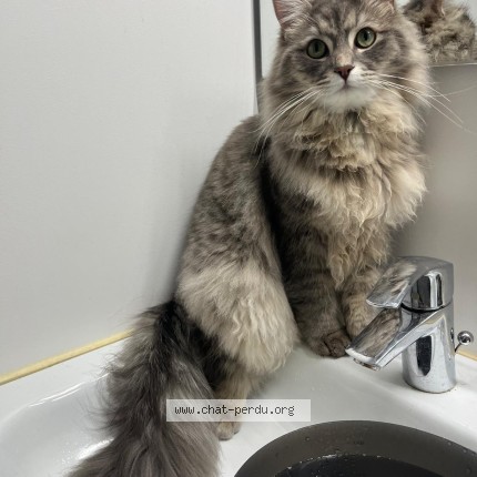 Photo of a cat found in Le Chesnay