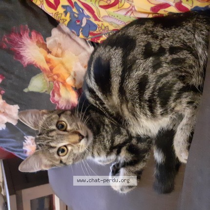 Foto van vermiste kat in Laeken